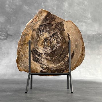 Magnifique tranche de bois pétrifié sur un socle