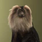 Singe Support de corps entier pour taxidermie - Macaca