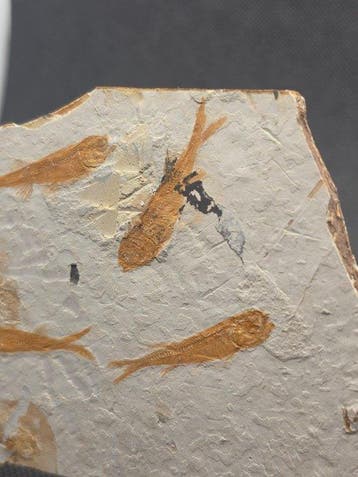 Zeldzame meervisser Lycoptera fossiele plaat -