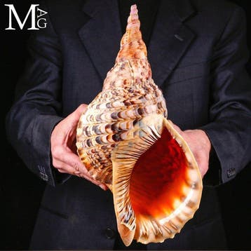 Charonia tritonis – Grote Triton – 403 mm Charonia tritonis, Collections