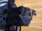 Black Bear Floor-huid Taxidermie volledige montage - Ursus, Verzamelen, Nieuw