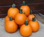 Annabelle F1 PMT kleine halloweenpompoen 1000 zaden