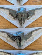 Bat Wing Cicadas Taxidermie volledige montage -
