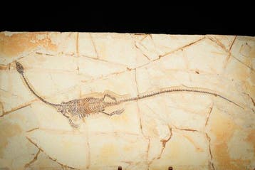 Reptile marin - Animal fossilisé - Hyphalosaurus sp. - 56 cm
