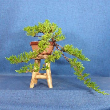 Bonsaï Genévrier (Juniperus) - Hauteur (arbre) : 37 cm -