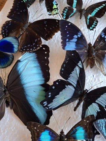 Insecte Support mural pour taxidermie - Ongeprepareerde