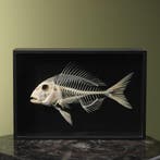 Vis Skelet Taxidermie Opgezette Dieren By Max, Ophalen of Verzenden, Nieuw, Wild dier, Opgezet dier