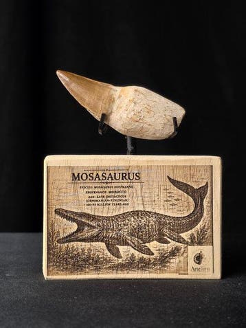 Mosasaurus - Fossiele tand - Mosasaur tooth on a custom base