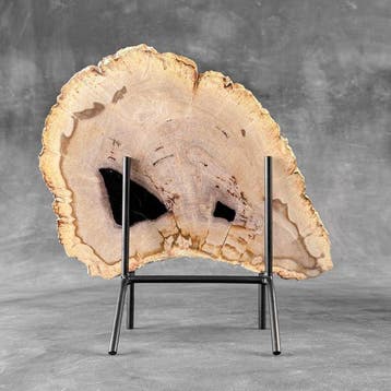 Belle tranche de bois pétrifié sur un socle personnalisé -