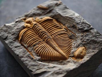 Trilobite coloré de qualité musée - Carapace fossilisée -