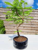 Metasequoia bonsai dans un bol à bonsaï - Hauteur (arbre) :