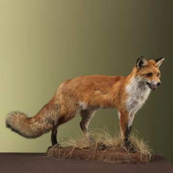 Vos Taxidermie Opgezette Dieren By Max, Verzamelen, Ophalen of Verzenden, Nieuw, Wild dier, Opgezet dier