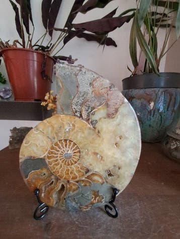Ammonite - Animal fossilisé - Aioloceras (Cleoniceras) sp. -