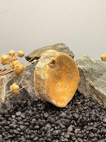 Haai - Fossiel wervelbot - Otodus - 3.9 cm - 3.9 cm (Zonder