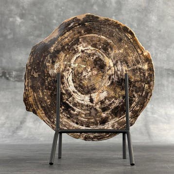 Prachtige plak versteend hout op een maatwerk standaard. -
