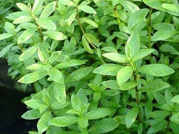Hygrophila polysperma Sunset, Verzenden