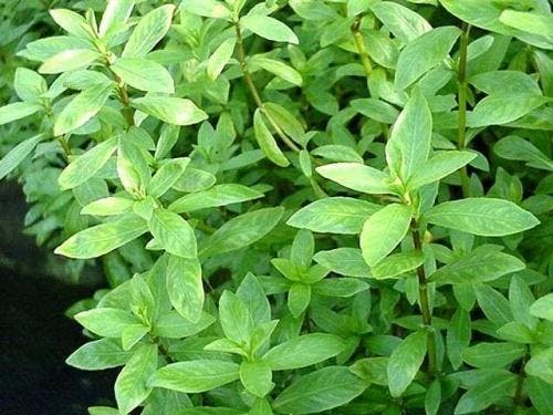 Hygrophila polysperma Sunset, Animaux & Accessoires, Poissons | Aquariums & Accessoires, Envoi
