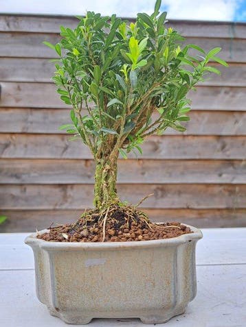 Buxus harlandii bonsaï dans une coupe à bonsaï - Hauteur