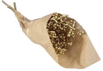 Eucalyptusfruit op Tak Goud 55cm, Nieuw