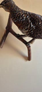 Groot tétras - Taxidermie wandmontage - Tetrao urogallus -, Nieuw