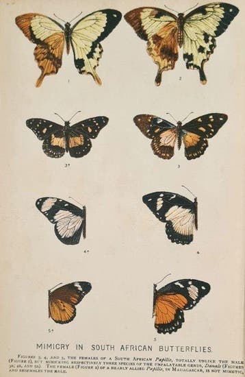 Edward Bagnall Poulton - The colours of animals - 1890