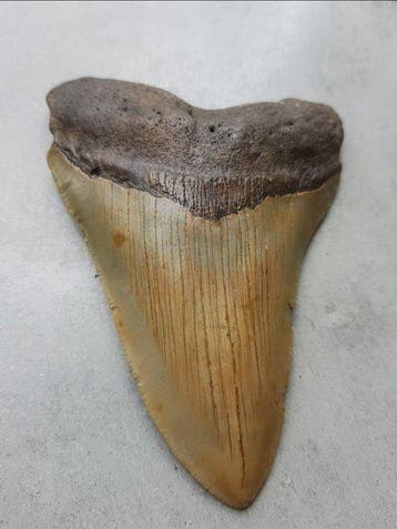 Megalodon - Fossiele tand - 12 cm - 8 cm