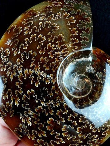 Ammoniet - Gefossiliseerd dier - Aioloceras (Cleoniceras)