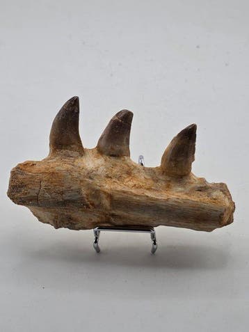 Mosasaurus - Fossiele tand - 10.5 cm (Zonder minimumprijs)