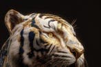 yamila - Tigre Blanco: El Rugido de Oro y Porcelana.