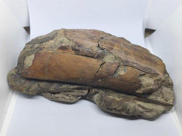 Gefossiliseerde plant - Calamites - 12 cm - 23 cm