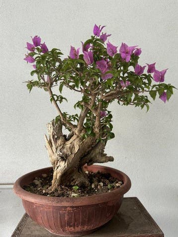 Bonsaï Bougainvillier (Bougainvillea glabra) - Hauteur