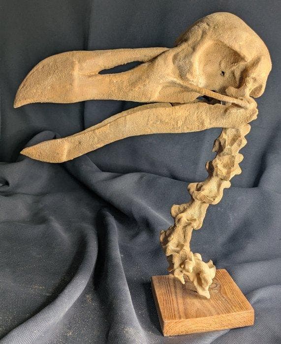 Fossiele schedel - Dodo (Raphus cucullatus) - Museum-Grade, Collections, Minéraux & Fossiles