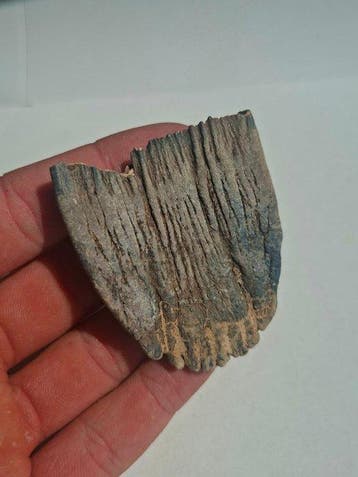 Wolharige mammoet - Fossiele tand - Mammoth molar + REAL