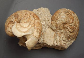 Nautilus - Gefossiliseerd dier - Aturia - 8 cm - 6 cm
