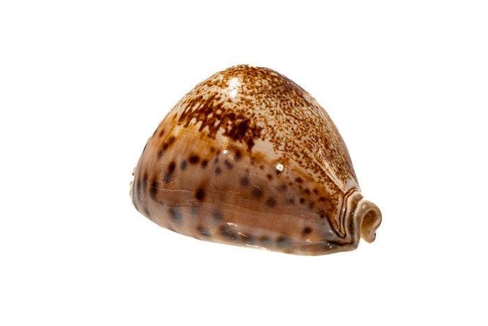 Leporicypraea valentia (MythosPrinzenkauri (PrinceCowry)), Collections, Collections Animaux