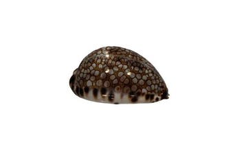 Harlekin-Kauri: Cypraea histrio / Mauritia histrio (62 mm) –, Nieuw