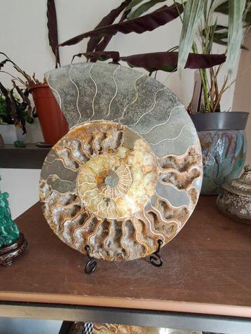 Ammoniet - Gefossiliseerd dier - Aioloceras (Cleoniceras)