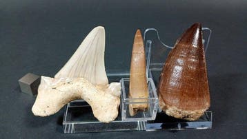 Requin, plésiosaure et mosasaure - Dents fossiles - Otodus, Collections