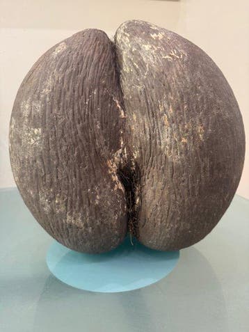 Coco de mer ou Coco fesse Monture pour réplique taxidermique, Nieuw