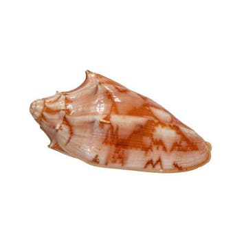 Cymbiola vespertilio (70 mm, Top-Zustand GEM) – Uitstekend, Nieuw