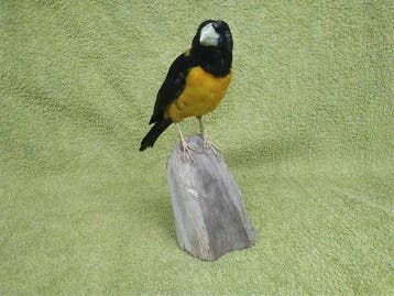Kraaggrosbek Taxidermie volledige montage - Mycerobas
