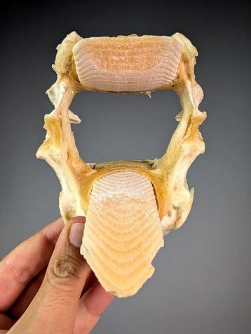 Witvlek-adelaarsrog Kaak - Aetobatus narinari - 13 cm - 12, Nieuw
