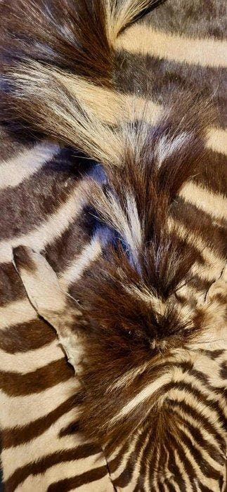 Steppezebra Taxidermie wandmontage - Equs quaga - 2.9 cm -, Nieuw