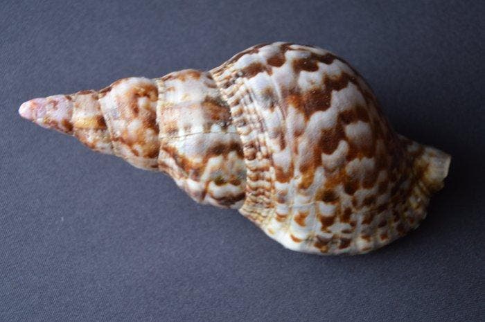 Zeeslak Zeeschelp - S-396 CHARONIA VARIEGATA (Zonder, Verzamelen, Dierenverzamelingen