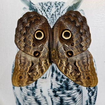Vlinder Taxidermie wandmontage - Caligo eurilochus - 28 cm -
