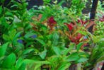 Aquariumplanten mix pakket 18 stuks - 5cm pot, Ophalen of Verzenden, Nieuw, Plant(en), Steen of Hout
