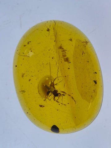 Birmese barnsteen - Barnsteen - Lot of 5 Burmese Amber