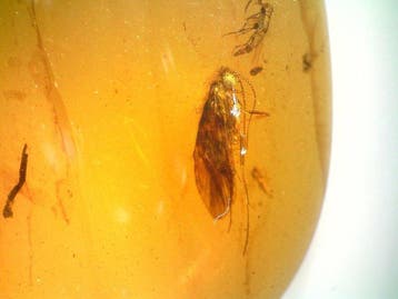 Zeldzame Trichoptera (kokerjuffers) uit Birmese barnsteen -, Nieuw