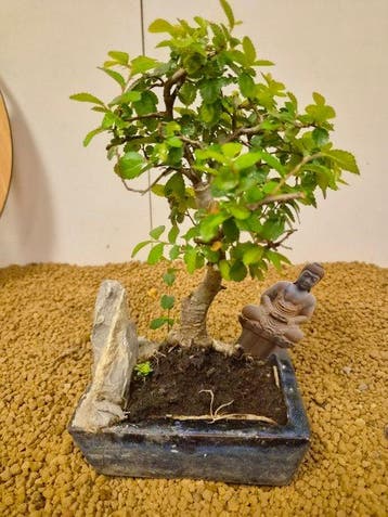 zelkova - Hoogte (boom): 23 cm - Diepte (boom): 13 cm -