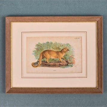 Wanddecoratie (2) - FELINI: Puma en Serval